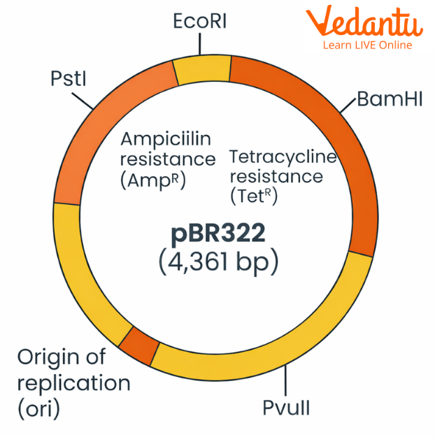 pBR322 Plasmid