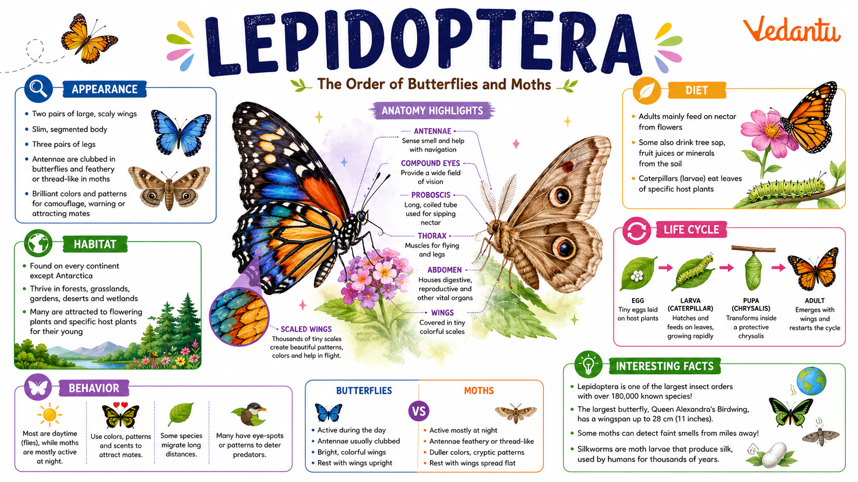 Lepidoptera butterflies and moths with colourful scaled wings