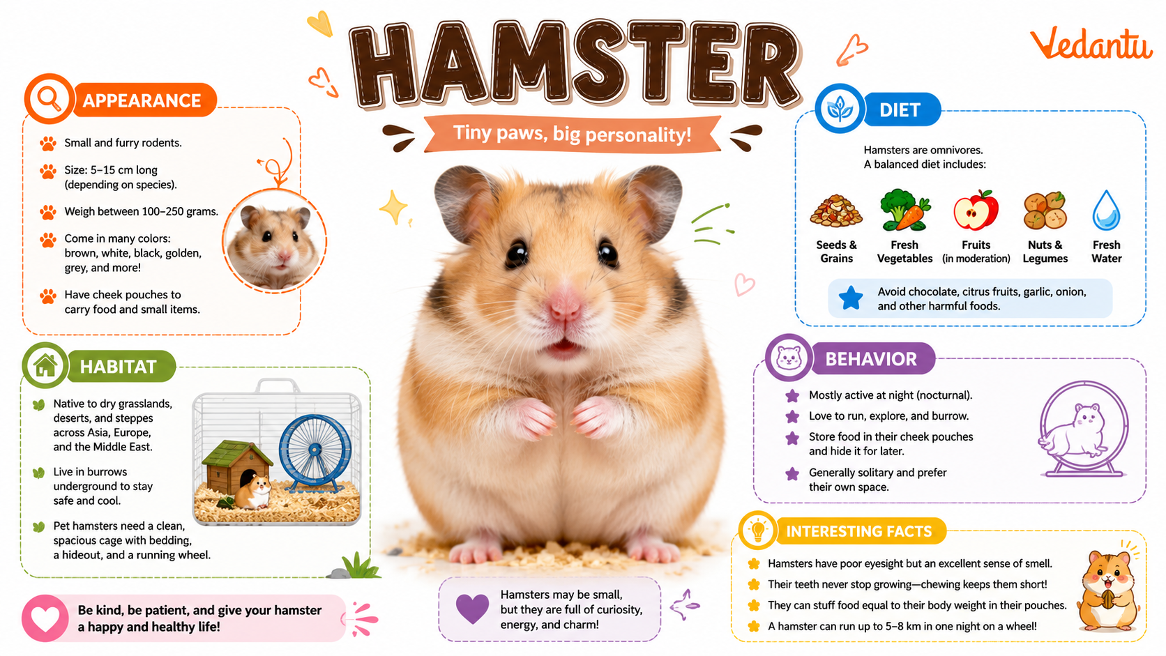 Hamster