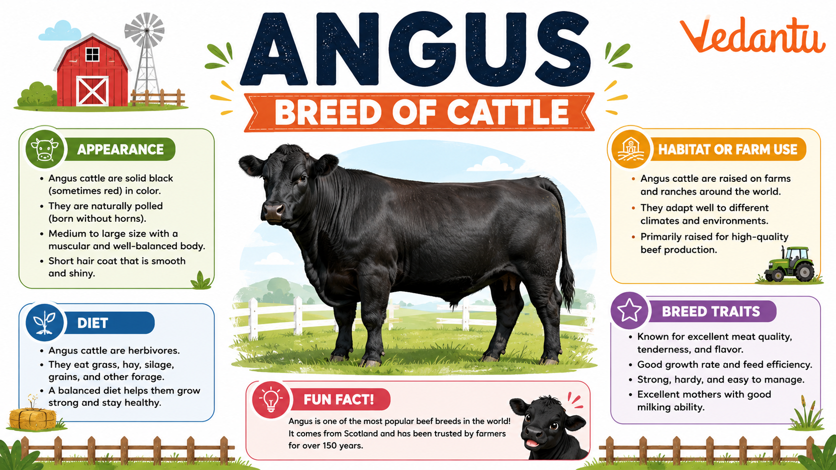 Angus Breed Of Cattle