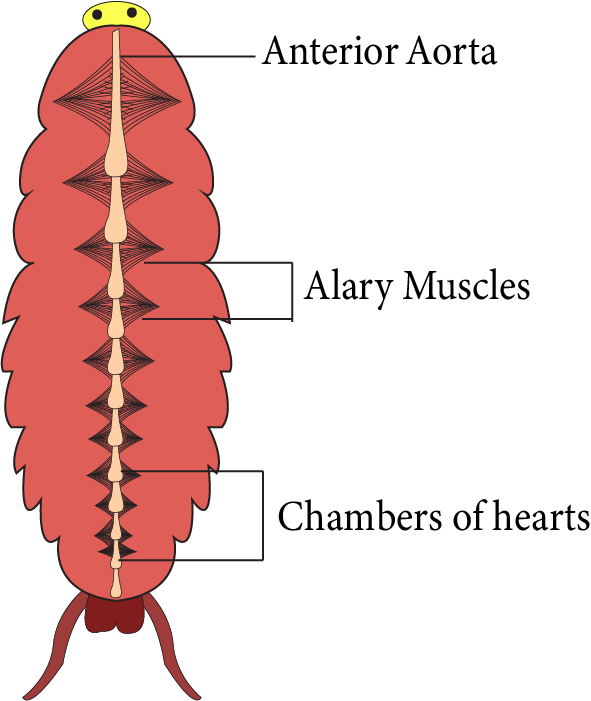 Respiratory system of cockroach