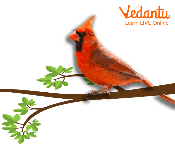 Tiny Red Cardinal Bird