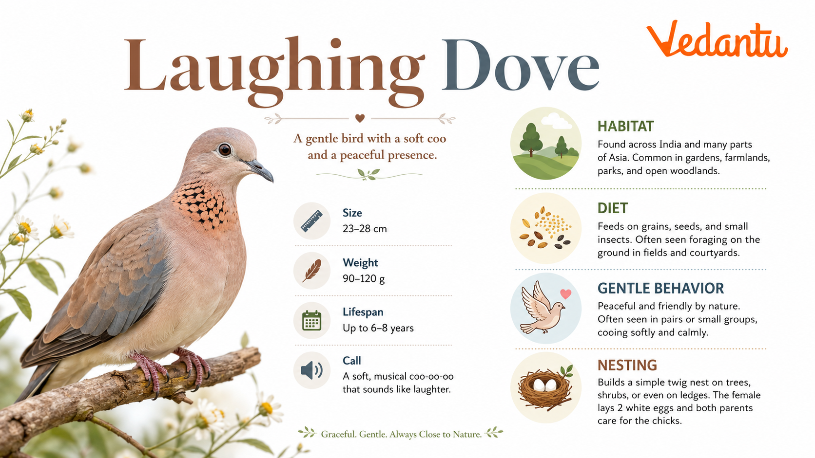 Laughing Dove bird sitting on branch showing pinkish-brown feathers and spotted neck