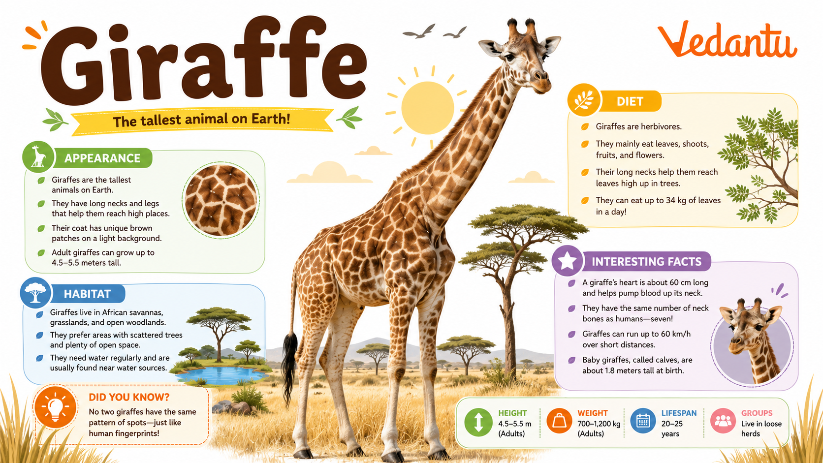 Giraffe standing in African savannah grassland