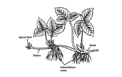 Orbital buds and adventitious roots emerge from the phalanges of this BUD branch