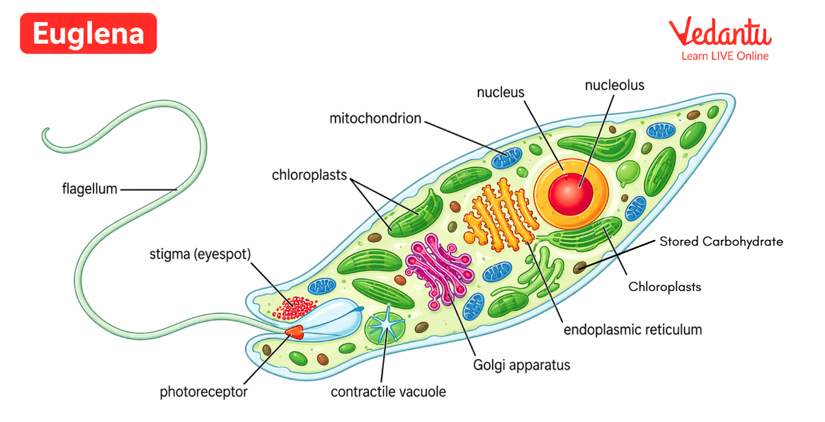 Euglena Diagram