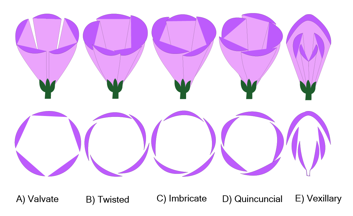 Different Types of Aestivation