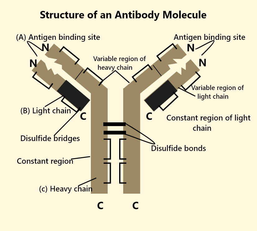 Antibody Diagram Structure Antibody Diagram Structure
