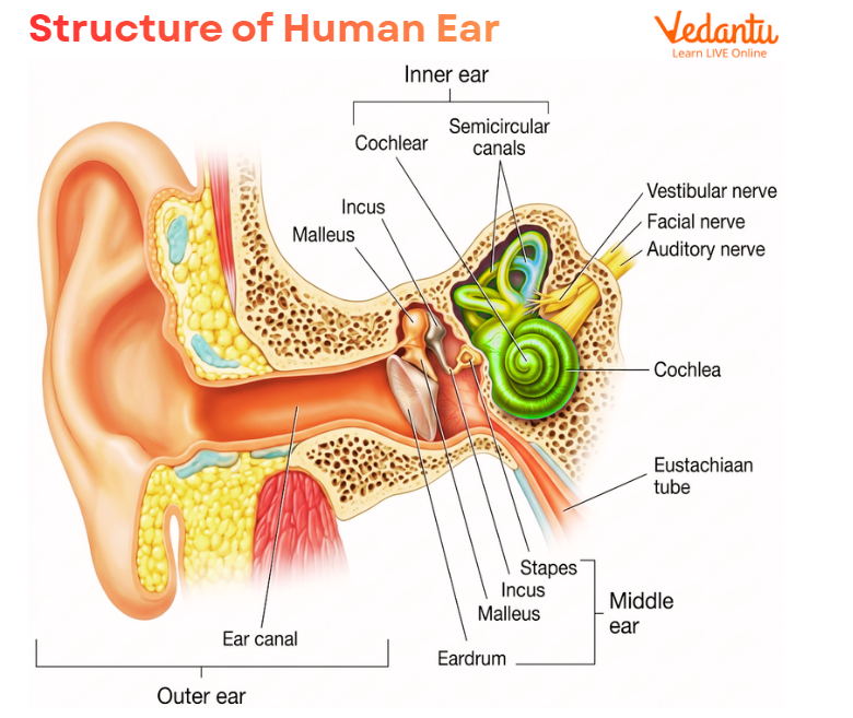 Structure of Human Ear