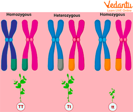 Homozygous and Heterozygous