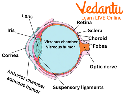 The Three Layers in the Eye