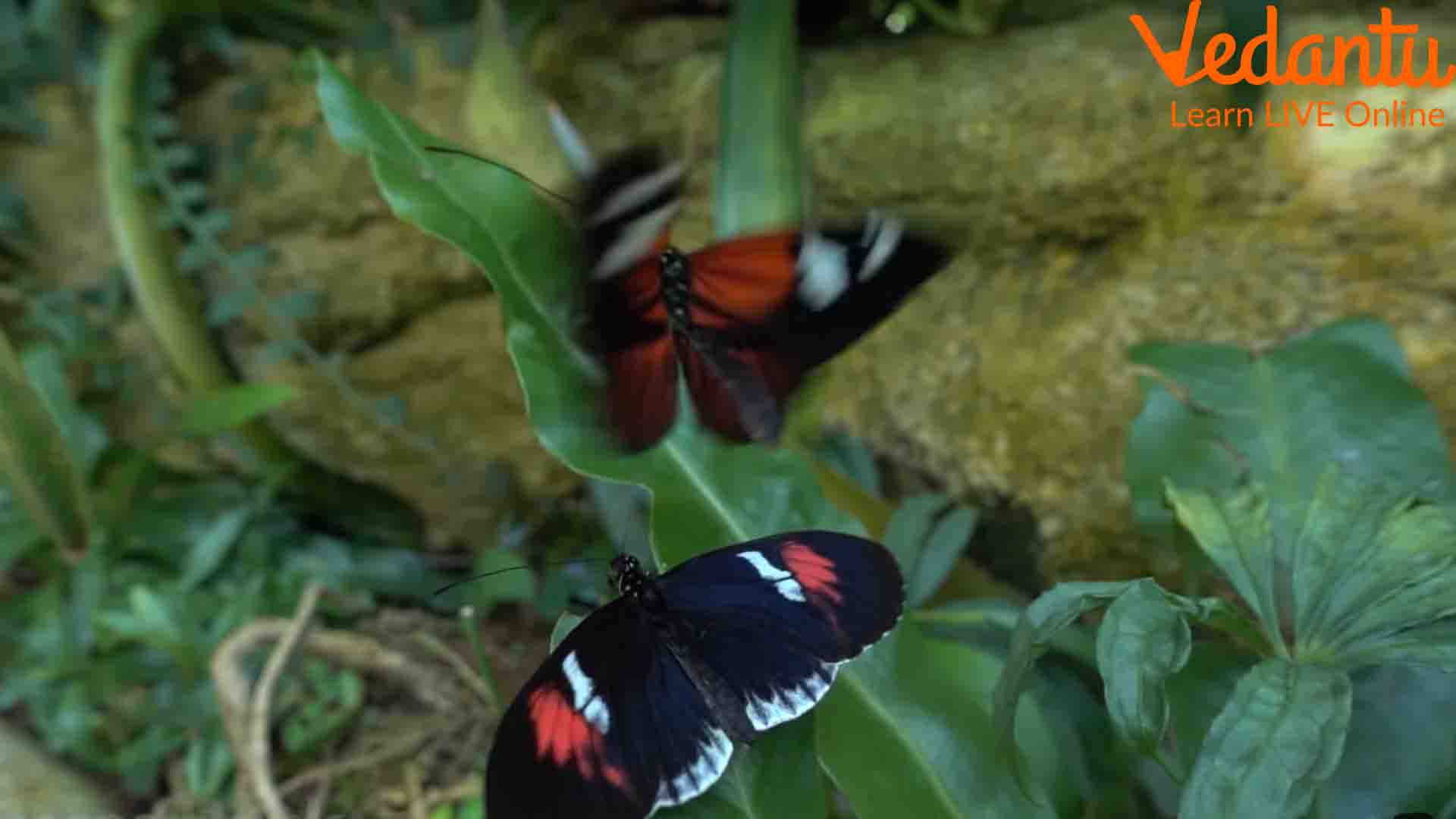 A butterfly flying with its unique pattern