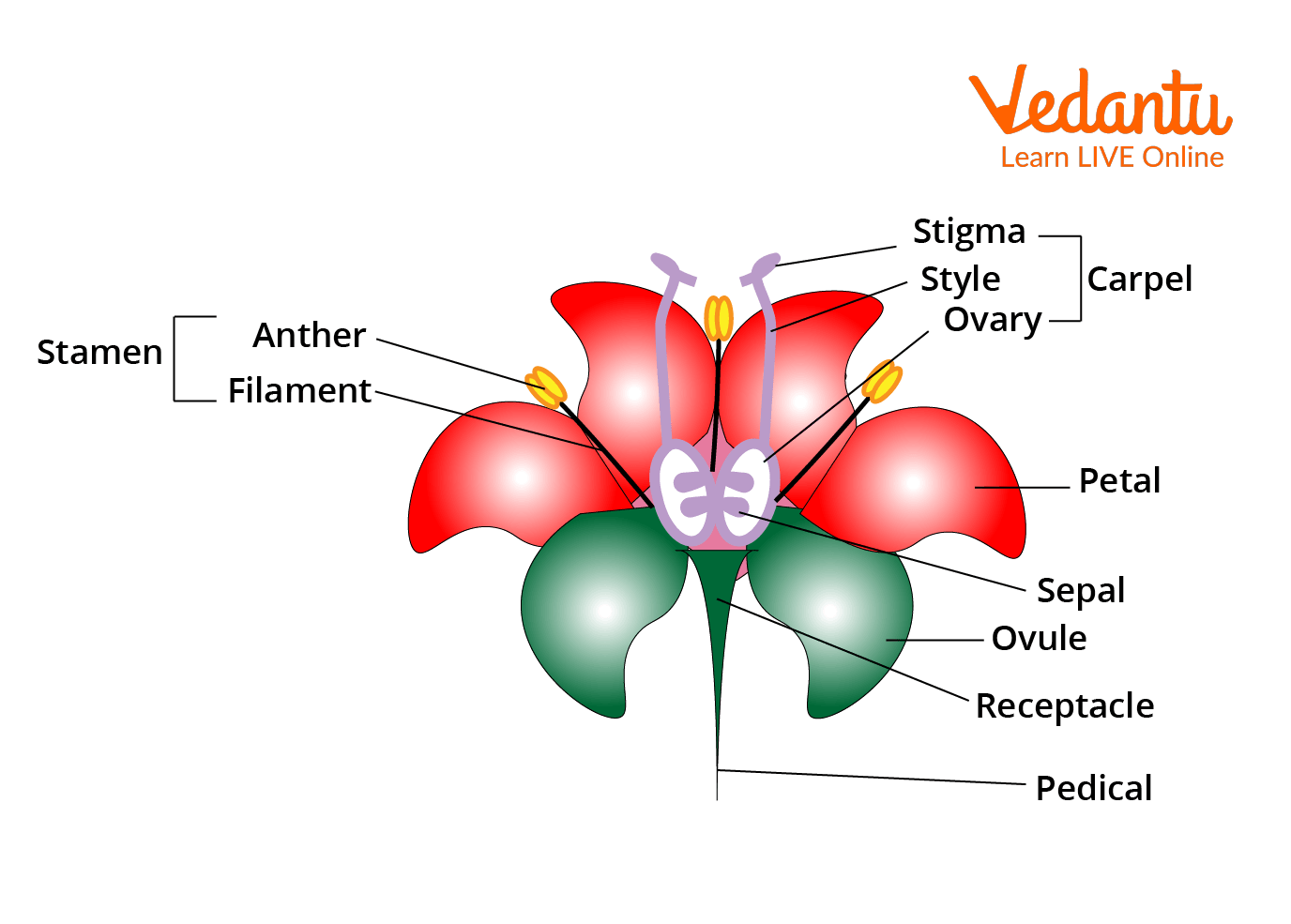 Parts of a Flower Indicating Pedicel