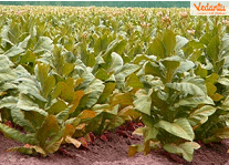 Tobacco plants