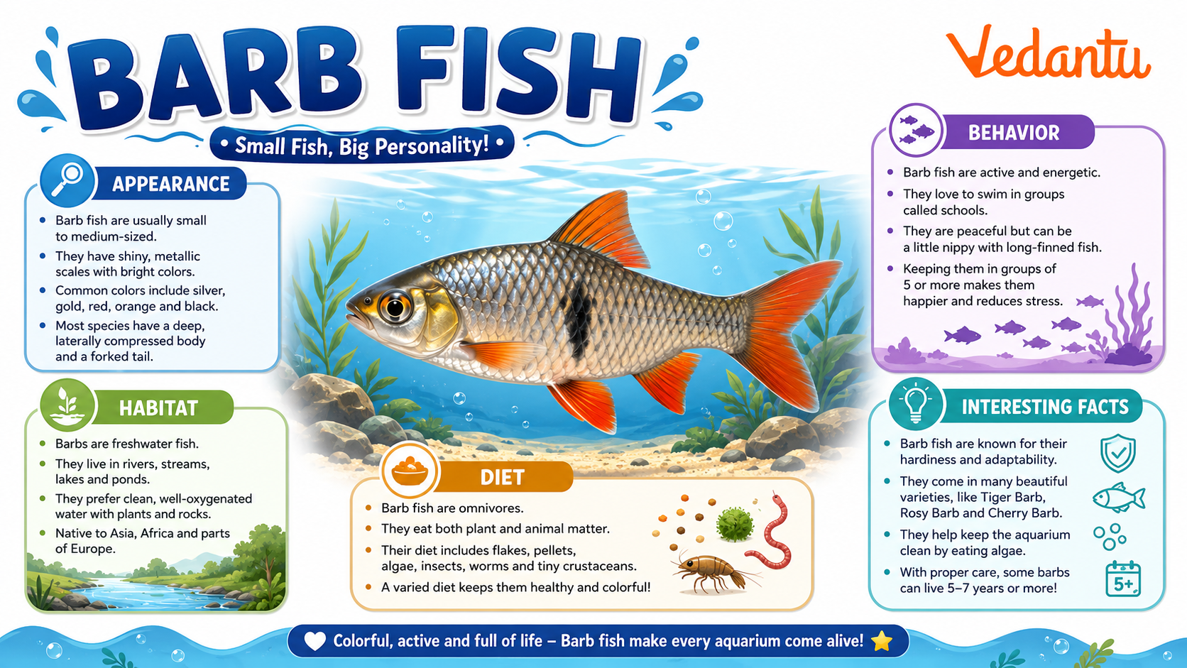 Barb Fish swimming in freshwater habitat