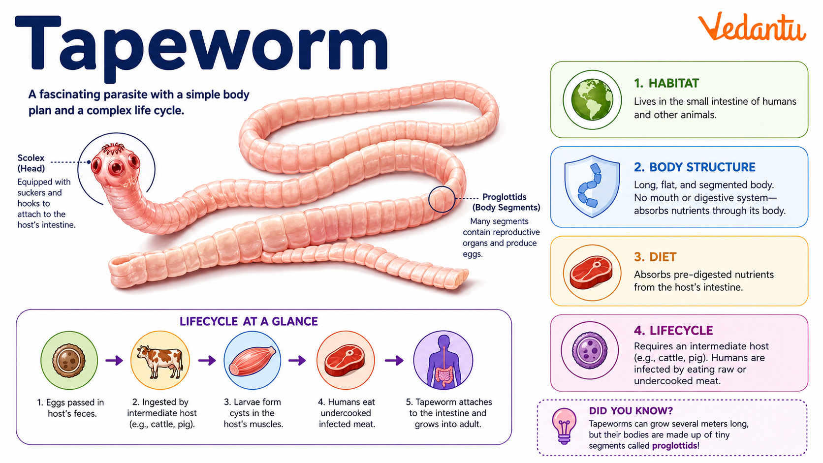Tapeworm