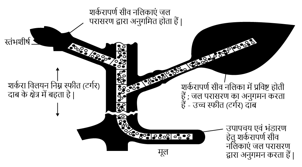 Transfer of sugar in plants