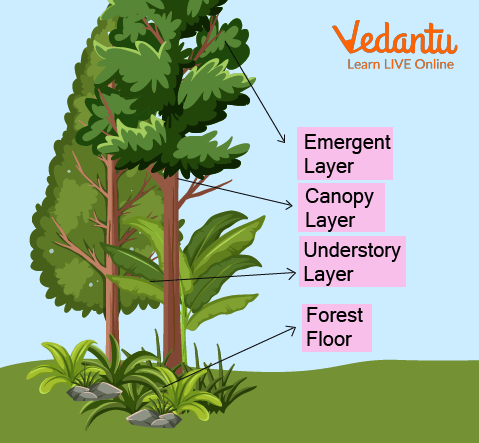Layers Of Rainforest Explained Structure Facts Examples