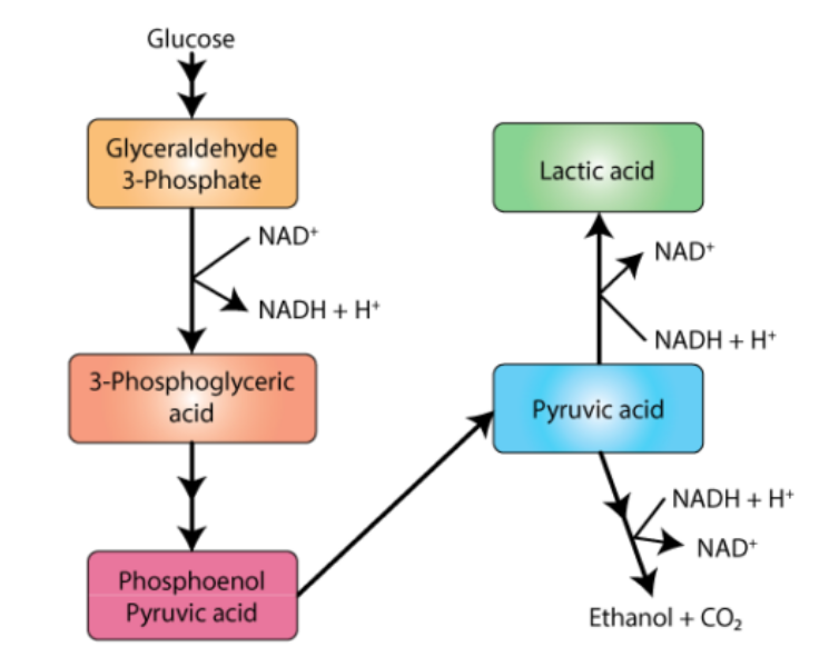 Fermentation Process Diagram