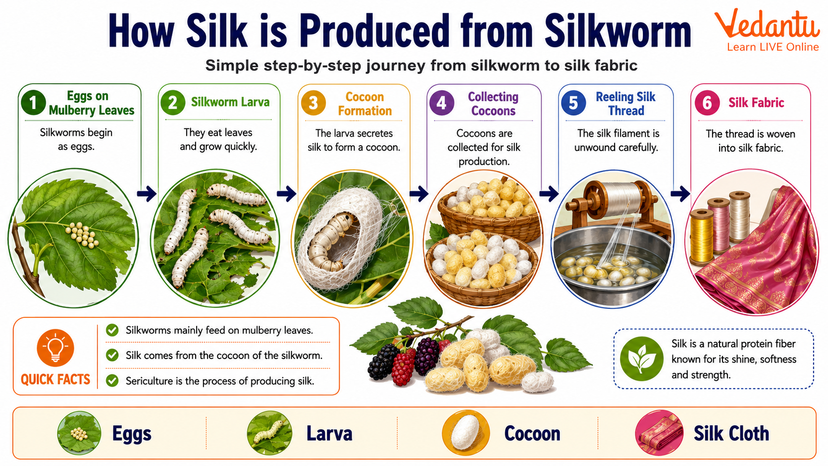 How Silk Produced from Silkworm