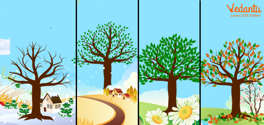 Trees showing four seasons of the year: Spring, Summer, Fall, and Winter
