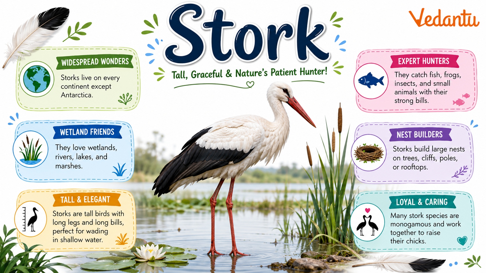 Stork bird standing in wetland habitat