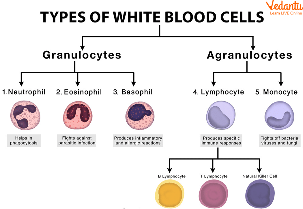 Types of WBC (Leukocytes)