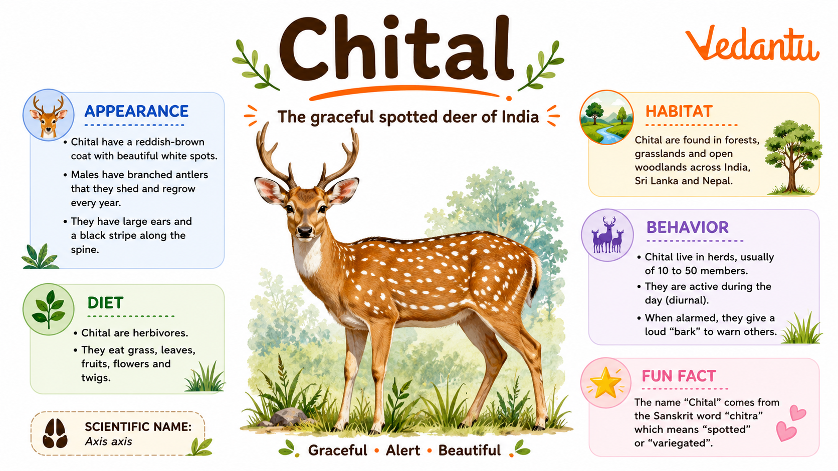 Chital deer standing in forest habitat