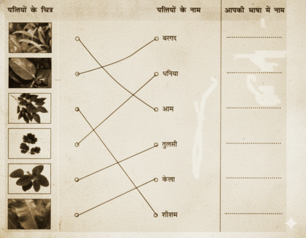 वृक्षों/पौधों की पत्तियों के चित्र पहचानकर मिलान