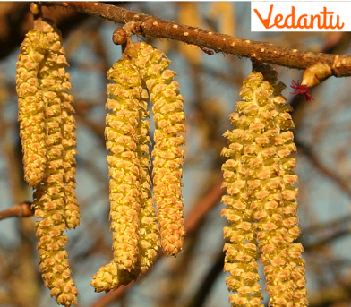 Types of Racemose Inflorescence - Catkin