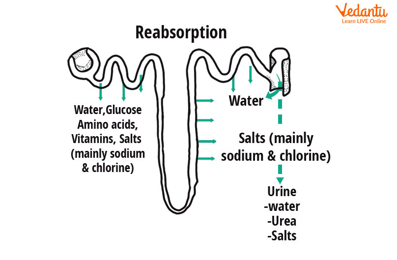 Tubular reabsorption in the nephron