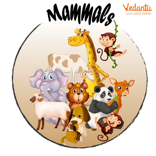 Animal Names - Learn with Examples for Kids