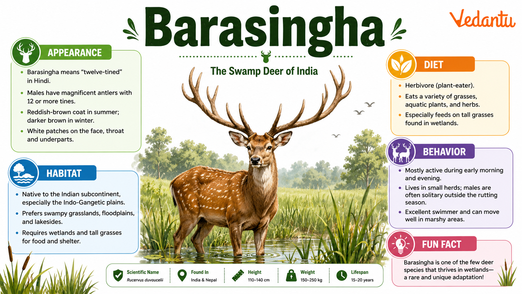 Barasingha deer with large branched antlers standing in grassland habitat