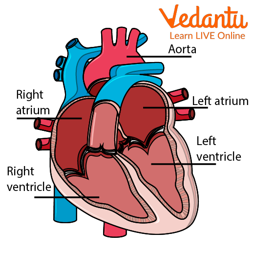 Parts of the Heart