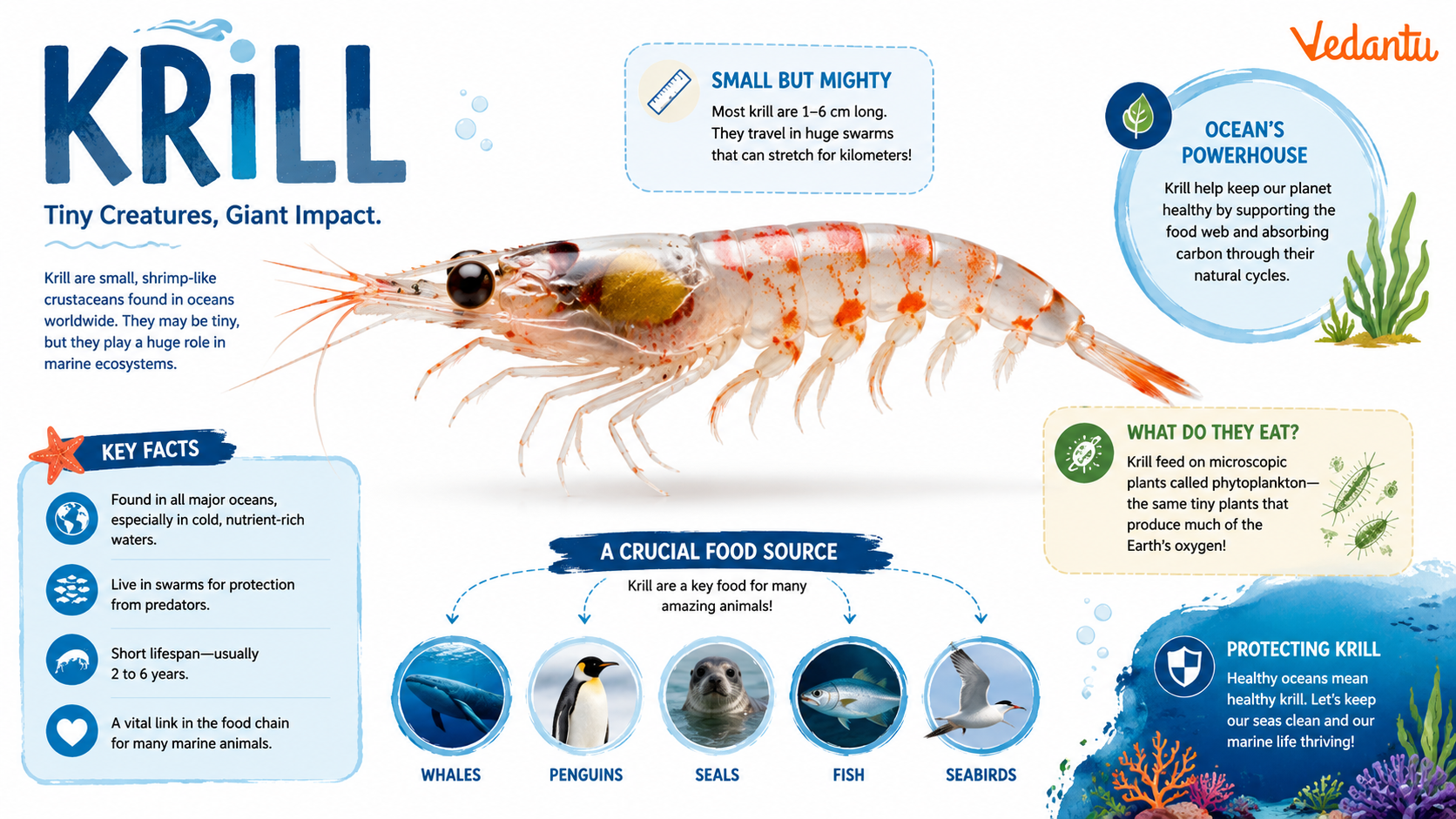Krill - small shrimp-like marine crustacean