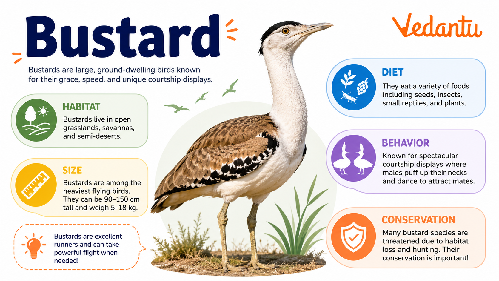 Bustard bird standing in grassland habitat