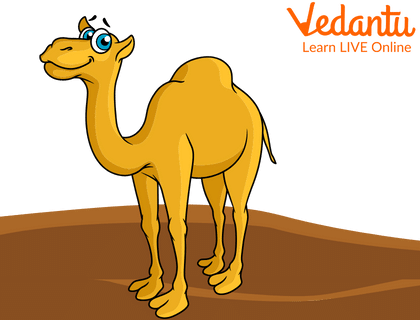 A Camel with a Hump
