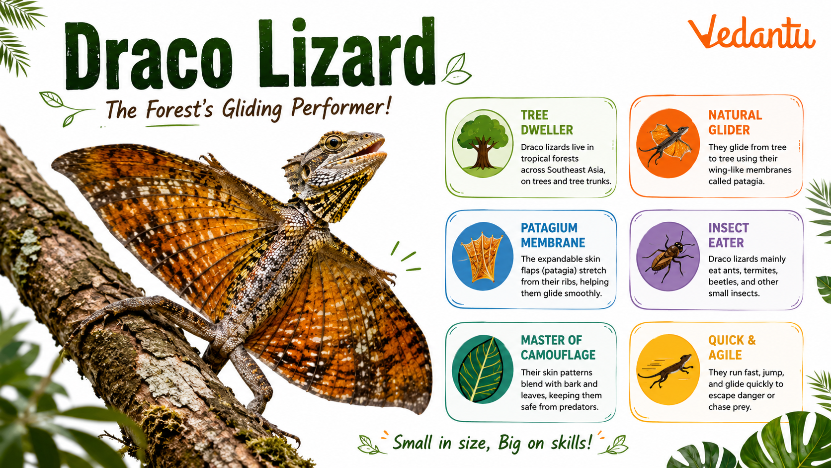 Draco Lizard gliding between trees