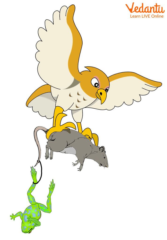Hawk Seizing the Rat’s Body and the Frog Tied to its Leg