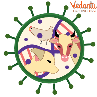 Animal Diseases Types Symptoms Prevention Explained Animal Diseases Types Symptoms Prevention Explained