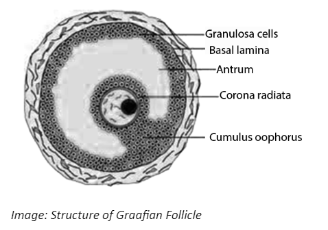 Structure of Graafian Follicle