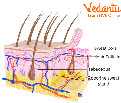 Sweat Gland