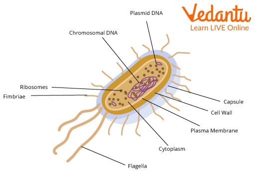 Internal structure of cell membrane of bacteria