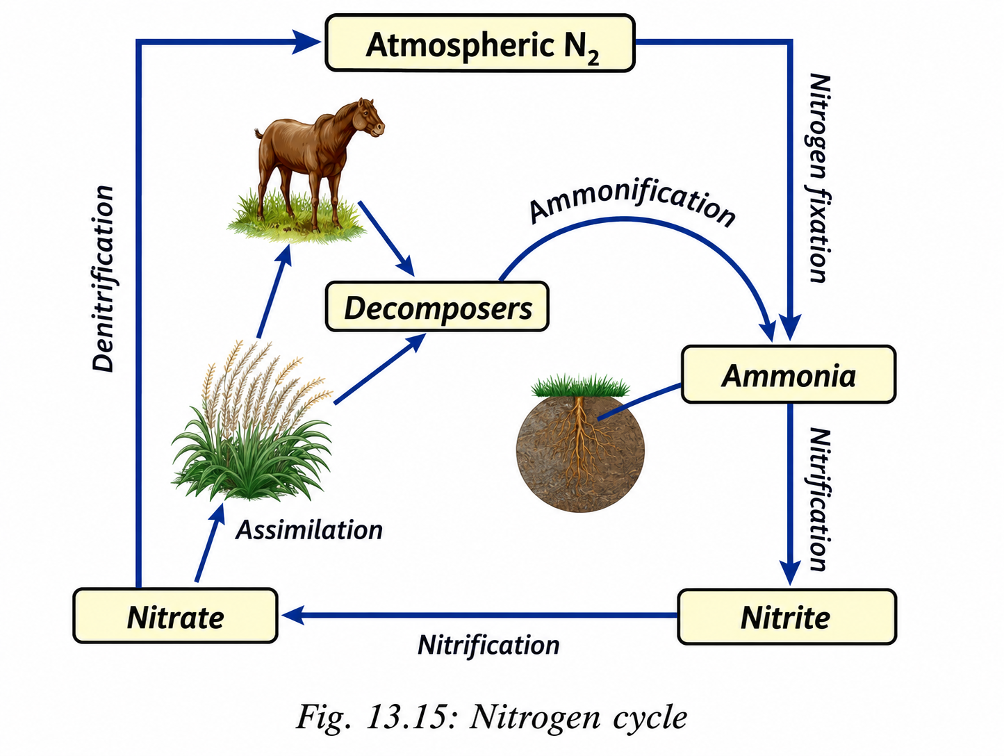 nitrogen cycles.png