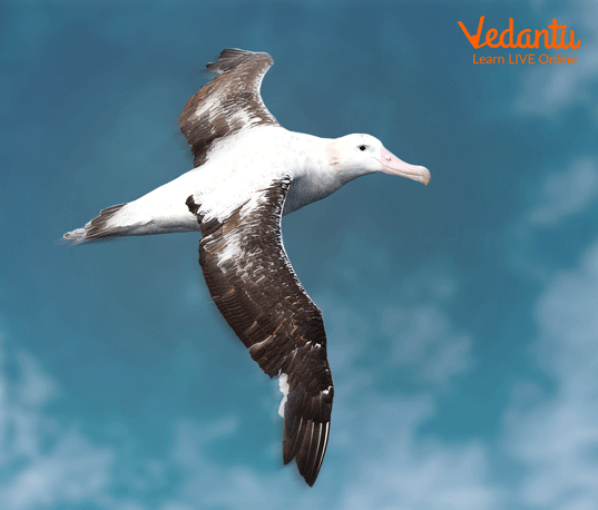 Wandering Albatross (Diomedea Exulans)