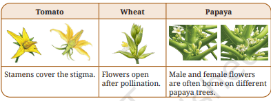 Look at the picture given below and think in line with the given prompts and find out which type(s) of pollination might have been followed in these flowers.png