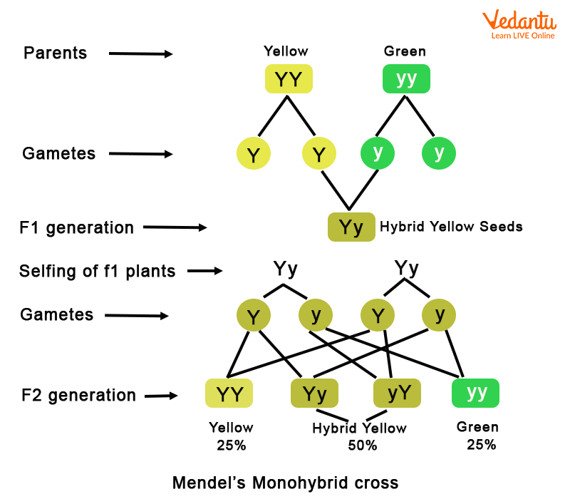 Monohybrid Cross