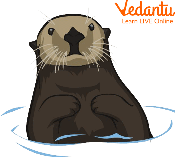 Sea Otter