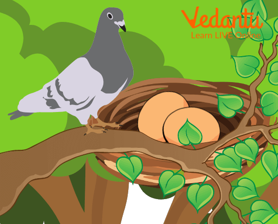 A pigeon’s nest on a tree