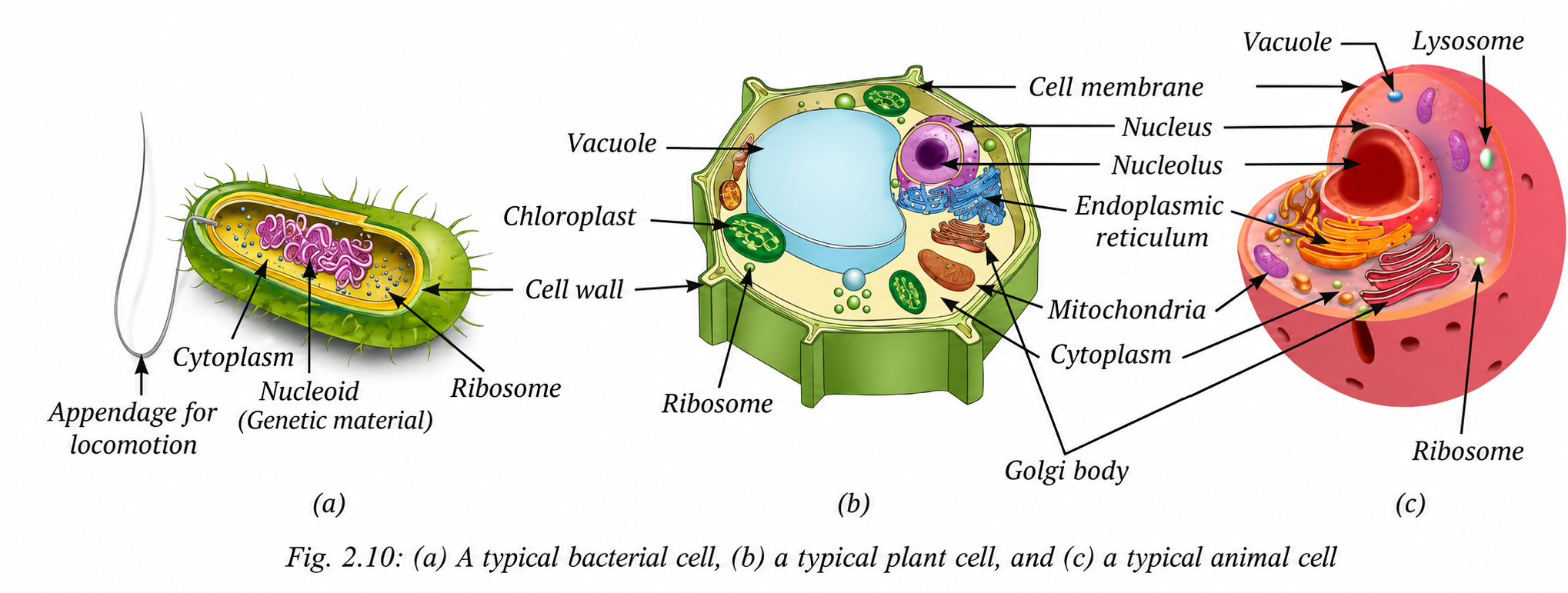 the structures of bacterial, plant, and animal cells using diagrams and record the observations.png